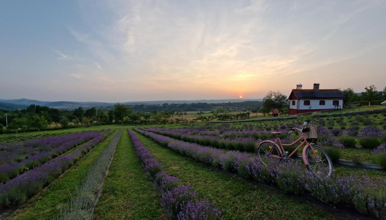 Lavanda Carasova Crasova Exterior foto